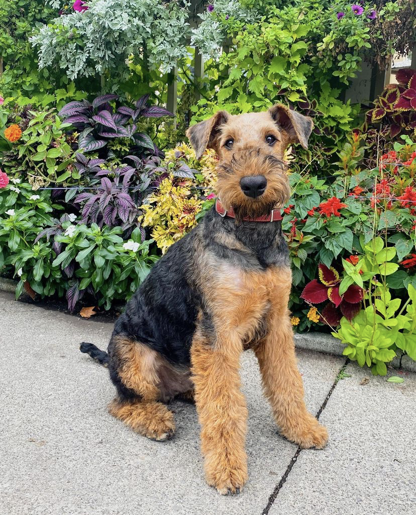 how many coats does an airedale terrier have