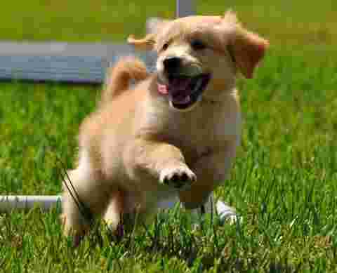 Image of Best Paw Forward Inc. service in Osteen, Florida, United States Image of Best Paw Forward Inc. service in Osteen, Florida, United States