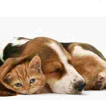 Image of Madrid Veterinary Center service in Madrid, Madrid, Spain