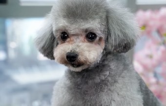 Image of Home Pet Grooming service in Riverside, California, United States