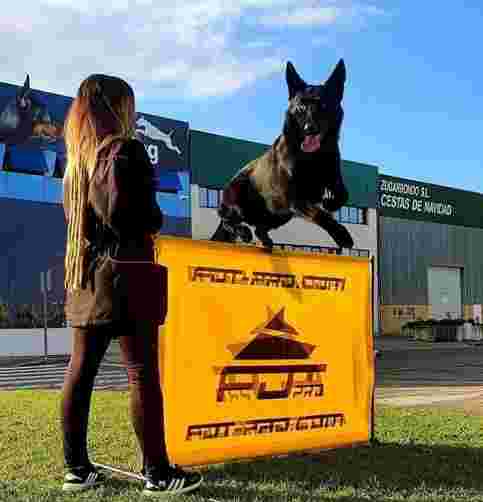 Image of ALFA DOG Educación canina Navarra service in Orcoyen, Navarra, Spain