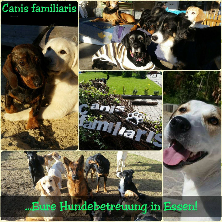 Image of Hundetagesstätte Canis familiaris service in Essen, Nordrhein-Westfalen, Germany
