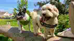 Image of South Bark Blackrock Dog Walking & Daycare service in Blackrock, Leinster, Ireland Image of South Bark Blackrock Dog Walking & Daycare service in Blackrock, Leinster, Ireland