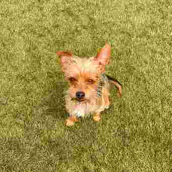 Image of Dog Comport service in Marseille, Bouches-du-Rhone, France