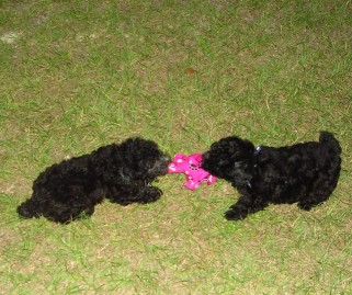 Image of All Pampered Pet Sitting, LLC service in Middleburg, Pennsylvania, United States
