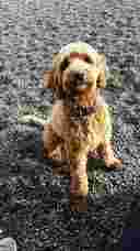 Image of Sweet Pea Pet Service service in Port Orchard, Washington, United States Image of Sweet Pea Pet Service service in Port Orchard, Washington, United States