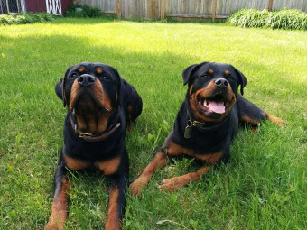 Image of Vets4Pets - Aintree service in Sefton, England, United Kingdom