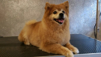 Image of DOGZI K9 BEAUTY AND DOG GROOMING SALON service in Penistone, England, United Kingdom