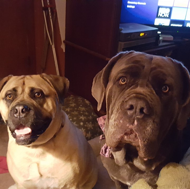 Image of Jens k9 Concierge service in Middlesex County, Massachusetts, United States