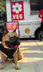 Image of Veterinary Emergency Group - Indianapolis service in Indianapolis, Indiana, United States