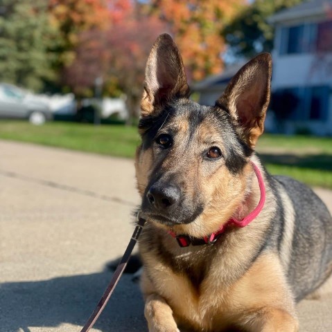 Image of Kasten's Dog Training Inc service in Bristol, Connecticut, United States Image of Kasten's Dog Training Inc service in Bristol, Connecticut, United States