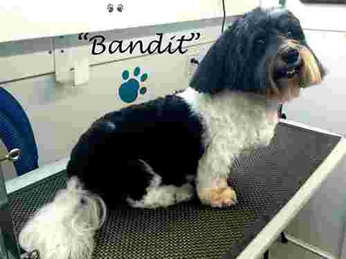 Image of Dog Gone Hairy Mobile Grooming service in Simpsonville, South Carolina, United States Image of Dog Gone Hairy Mobile Grooming service in Simpsonville, South Carolina, United States
