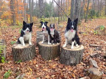 Image of Positive Changes Dog Training- Woodlawn service in Ottawa, Ontario, Canada