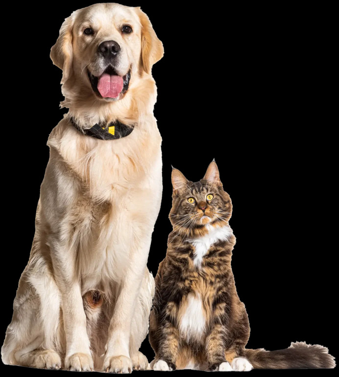 Image of Cheltenham Animal Hospital service in Philadelphia, Pennsylvania, United States