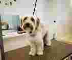 Image of Fashion Dog Pet Groomer service in Roma, Lazio, Italy