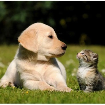 Image of Laureen's Pet Sitting service in Cape Coral, Florida, United States