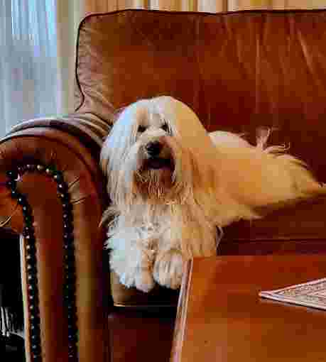 Image of Barking Mad Grooming service in Auckland, Auckland, New Zealand