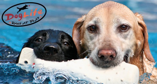 Image of DogLife Broomfield, Colorado service in Broomfield, Colorado, United States Image of DogLife Broomfield, Colorado service in Broomfield, Colorado, United States