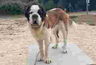 Image of Veterinaria Son Caliu service in Son Caliu, Illes Balears, Spain