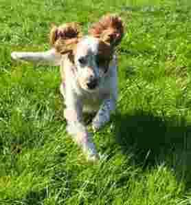 Image of New Building Farm Boarding Kennels service in Hilderstone, England, United Kingdom