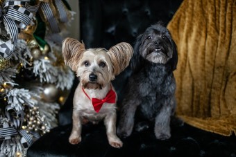 Image of Bigner's Fur Babies LLC service in Denham Springs, Louisiana, United States