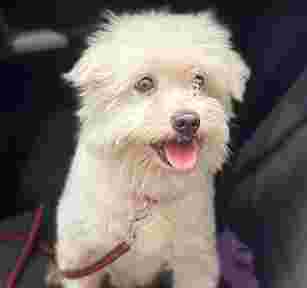 Image of THE DOG MUMMA service in Delhi, Delhi, India