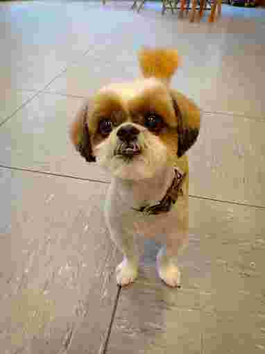 Image of Hundesalon Wuff & Styling service in Frankfurt am Main, Hessen, Germany