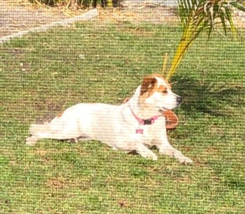 Image of A&J Pet Service Miami service in Hialeah, Florida, United States