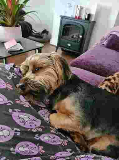 Image of A1 Dog Grooming service in Litherland, England, United Kingdom