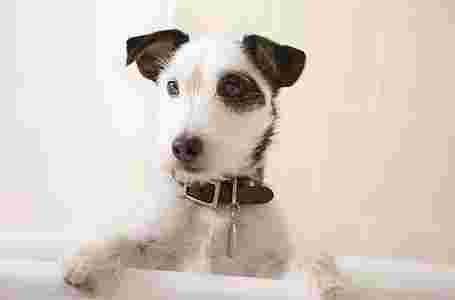 Image of Hundesalon & Boutique The Puppy Coiffeur service in Frankfurt am Main, Hessen, Germany