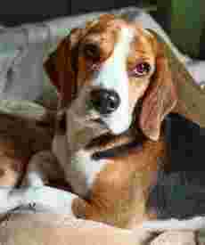 Image of Little Pooches Home Stay service in Ghaziabad, Uttar Pradesh, India