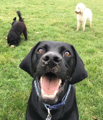 Image of Petpals Bournemouth & Poole service in Poole, Dorset, United Kingdom