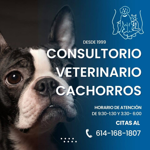 Image of Consultorio Veterinario Cachorros service in Chihuahua, Chihuahua, Mexico