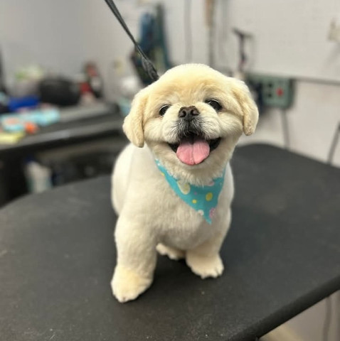 Image of Hillcrest Kennel and Grooming service in Nashville, Indiana, United States