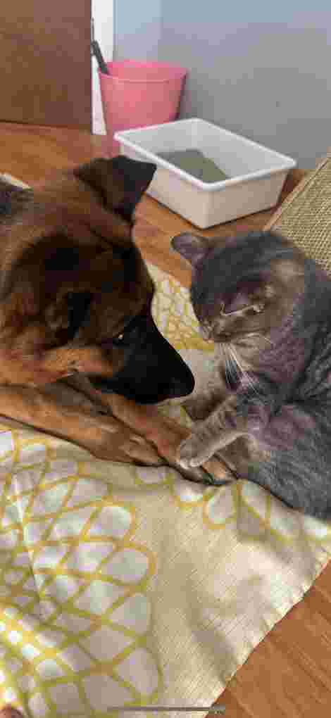 Image of Noah's Ark Animal Hospital service in Philadelphia, Pennsylvania, United States