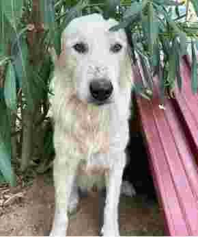 Image of Pippo Dogs Sister Di Galici Filippo service in Palermo, Sicilia, Italy