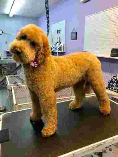 Image of Dog Grooming Calgary service in Calgary, Alberta, Canada