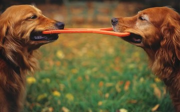 Image of The Country Dogs Lodge service in Ratoath, County Meath, Ireland Image of The Country Dogs Lodge service in Ratoath, County Meath, Ireland