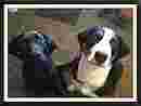 Image of Heather Fur Babies service in Nevada, Missouri, United States Image of Heather Fur Babies service in Nevada, Missouri, United States