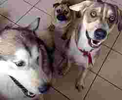 Image of Doggie Home From Home - Daycare, Boarding & Training service in New Whittington, England, United Kingdom