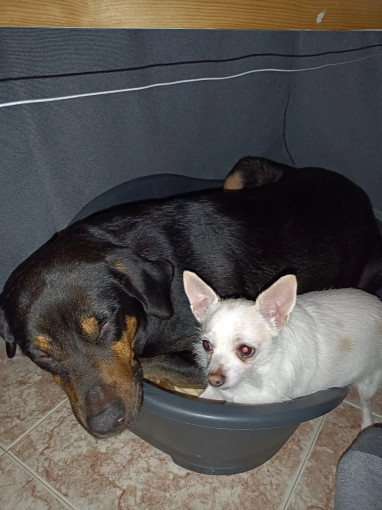 Image of Clinica Veterinaria Dejando Huella Sevilla service in Sevilla, Sevilla, Spain