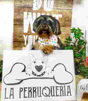 Image of LA PERRUQUERIA MONA - Peluquería canina y felina service in Murcia, Murcia, Spain