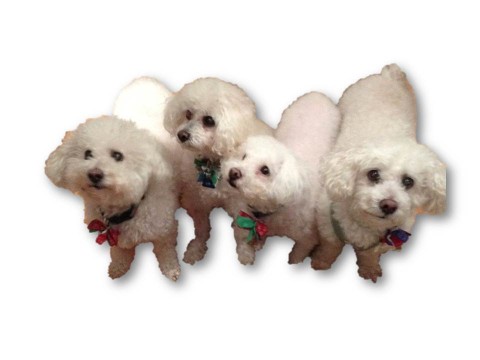 Image of Luv & Care Pet Services service in Grayslake, Illinois, United States