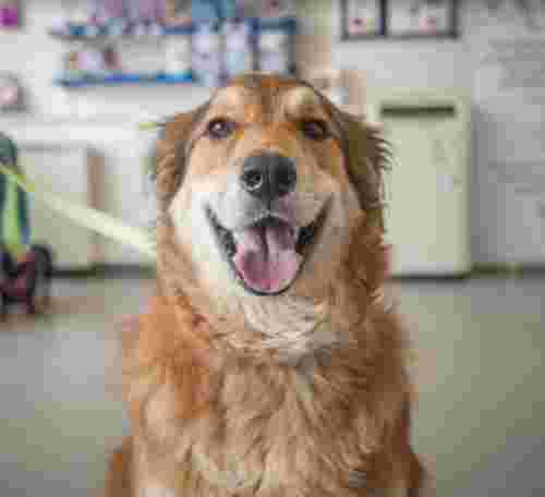 Image of Rowe Vet Group – Winterbourne service in Winterbourne, England, United Kingdom