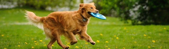Image of Blue Ridge Pet Resort And Spa service in Purcellville, Virginia, United States Image of Blue Ridge Pet Resort And Spa service in Purcellville, Virginia, United States