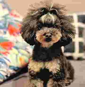Image of Belcan Pet Grooming service in Barcelona, Barcelona, Spain
