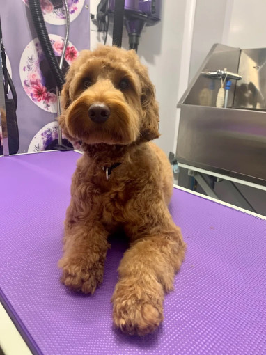 Image of Boopsi Dog Grooming service in Leicester, England, United Kingdom