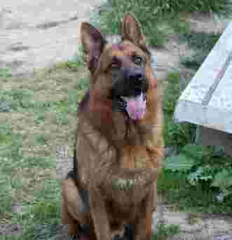 Image of Adiestramiento Canino Finca Gil service in Murcia, Murcia, Spain