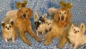 Image of Heavenly dog obedience service in Spokane Valley, Washington, United States Image of Heavenly dog obedience service in Spokane Valley, Washington, United States