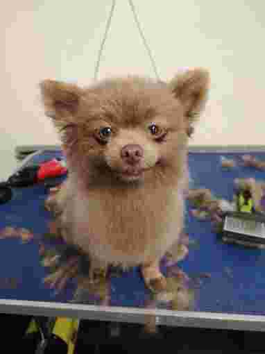 Image of Diamond in the Ruff Dog Grooming Barnsley service in Worsbrough, England, United Kingdom